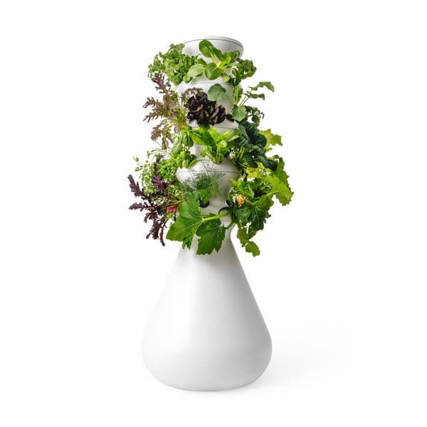 LETTUCE GROW | The Farmstand
